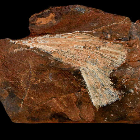 2.4" Detailed Ginkgo Cranei Fossil Plant Leaf Morton County, ND Paleocene Age COA