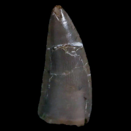 0.5" Postosuchus Rauisuchid Archosaur Fossil Tooth Chinle Formation AZ COA Display