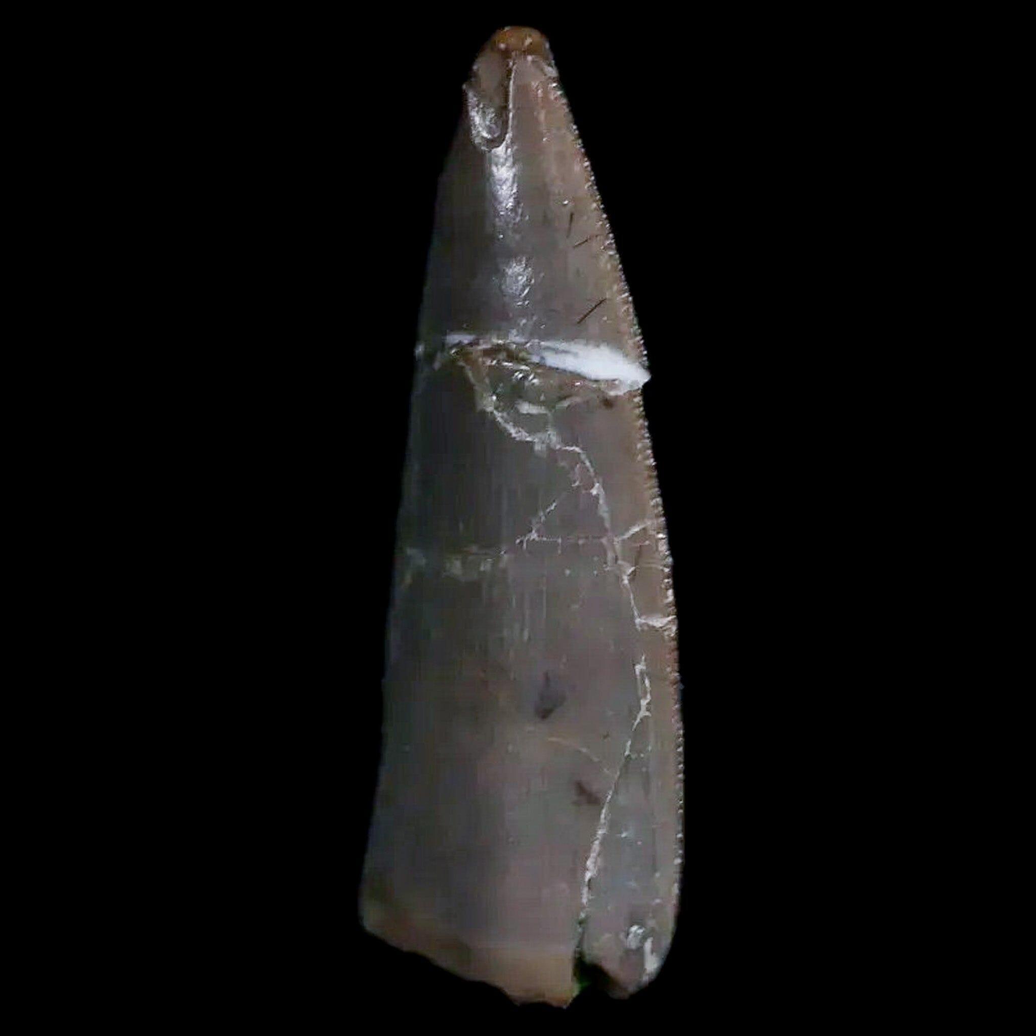 0.5" Postosuchus Rauisuchid Archosaur Fossil Tooth Chinle Formation AZ COA Display - Fossil Age Minerals