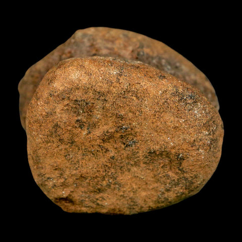 1.9" Ankylosaurus Fossil Vertebrae Hell Creek FM Cretaceous Dinosaur MT COA Stand - Fossil Age Minerals