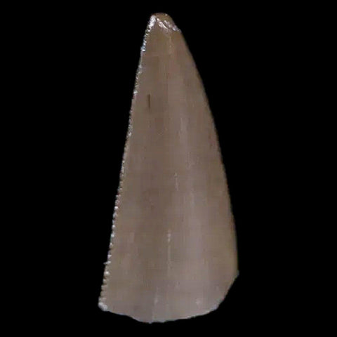 0.4" Postosuchus Rauisuchid Archosaur Fossil Tooth Chinle Formation AZ COA Display - Fossil Age Minerals