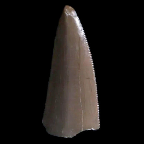 0.4" Postosuchus Rauisuchid Archosaur Fossil Tooth Chinle Formation AZ COA Display - Fossil Age Minerals