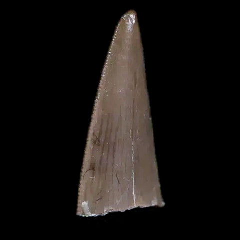 0.4" Postosuchus Rauisuchid Archosaur Fossil Tooth Chinle Formation AZ COA Display - Fossil Age Minerals