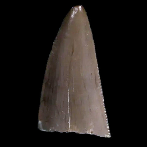 0.4" Postosuchus Rauisuchid Archosaur Fossil Tooth Chinle Formation AZ COA Display - Fossil Age Minerals