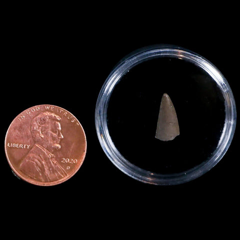 0.4" Postosuchus Rauisuchid Archosaur Fossil Tooth Chinle Formation AZ COA Display - Fossil Age Minerals