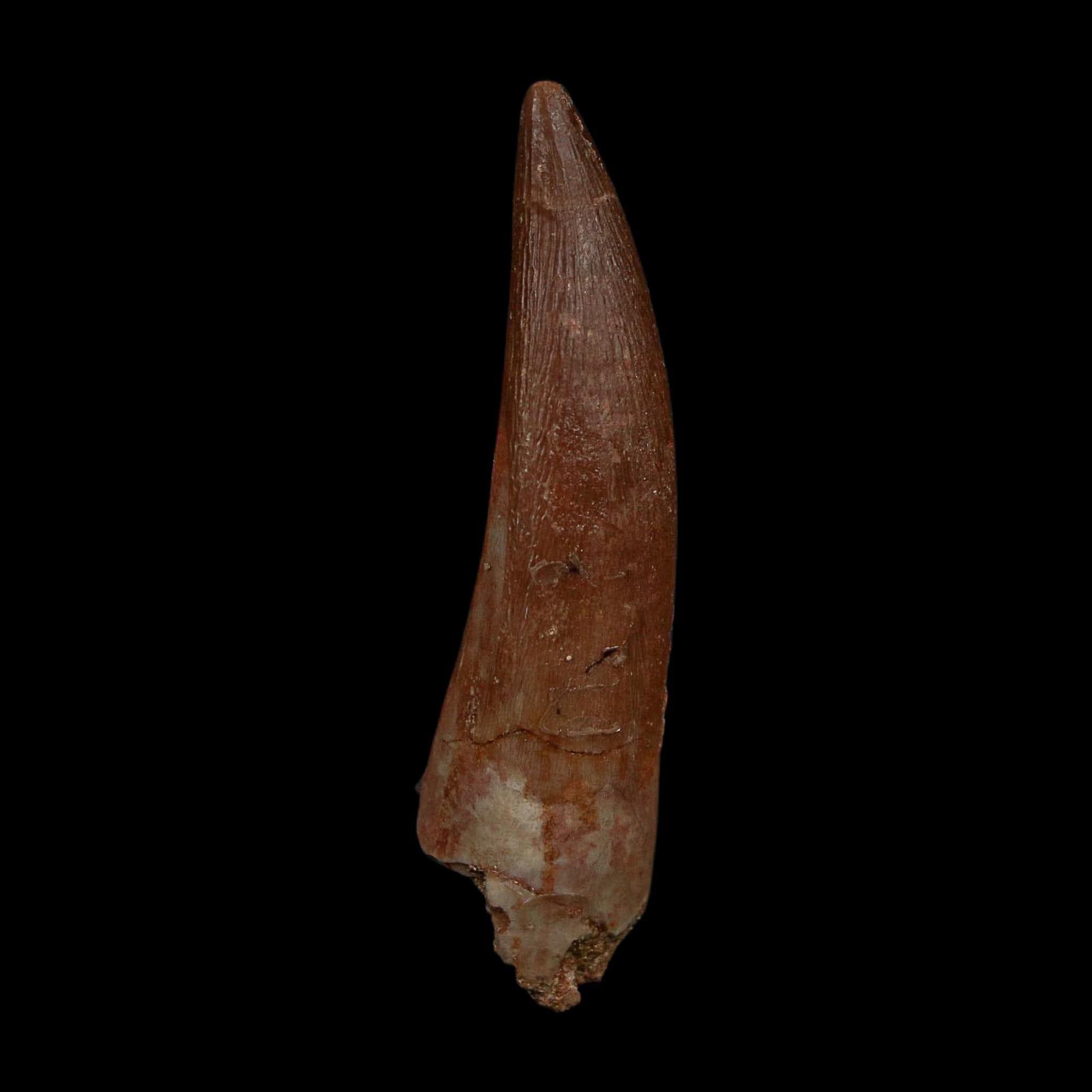 XL 2.1" Plesiosaur Zarafasaura Tooth Fossil Cretaceous Dinosaur Era COA, Stand - Fossil Age Minerals
