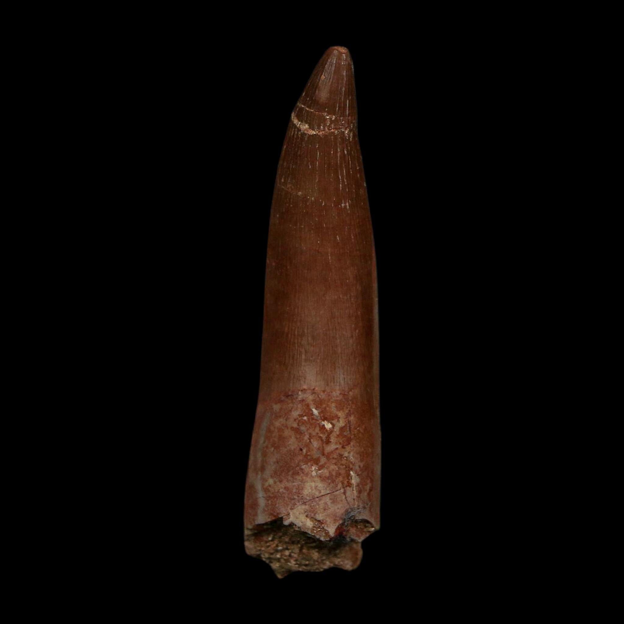 XL 2.1" Plesiosaur Zarafasaura Tooth Fossil Cretaceous Dinosaur Era COA, Stand - Fossil Age Minerals
