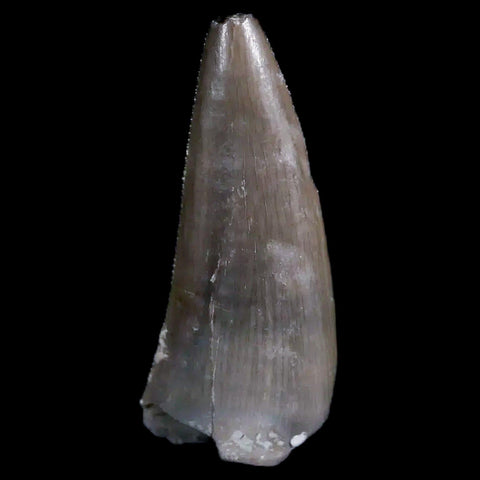0.8" Postosuchus Rauisuchid Archosaur Fossil Tooth Chinle Formation AZ COA Display - Fossil Age Minerals