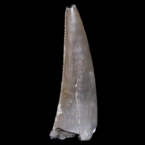 0.8" Postosuchus Rauisuchid Archosaur Fossil Tooth Chinle Formation AZ COA Display - Fossil Age Minerals