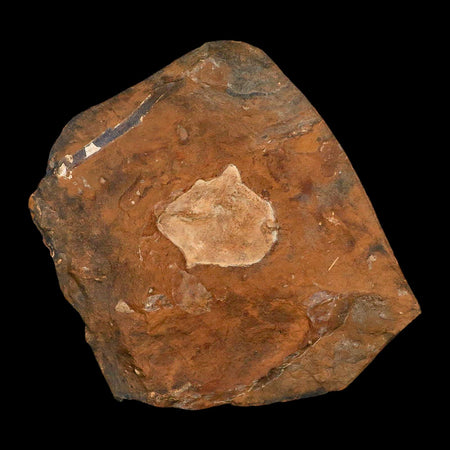 1.6" Detailed Ginkgo Cranei Fossil Plant Leaf Morton County, ND Paleocene Age COA