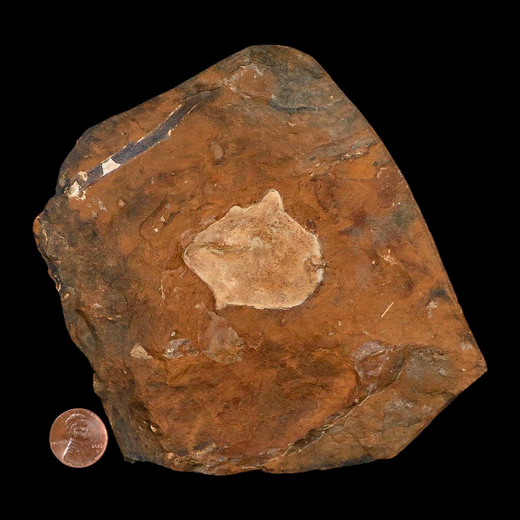 1.6" Detailed Ginkgo Cranei Fossil Plant Leaf Morton County, ND Paleocene Age COA - Fossil Age Minerals