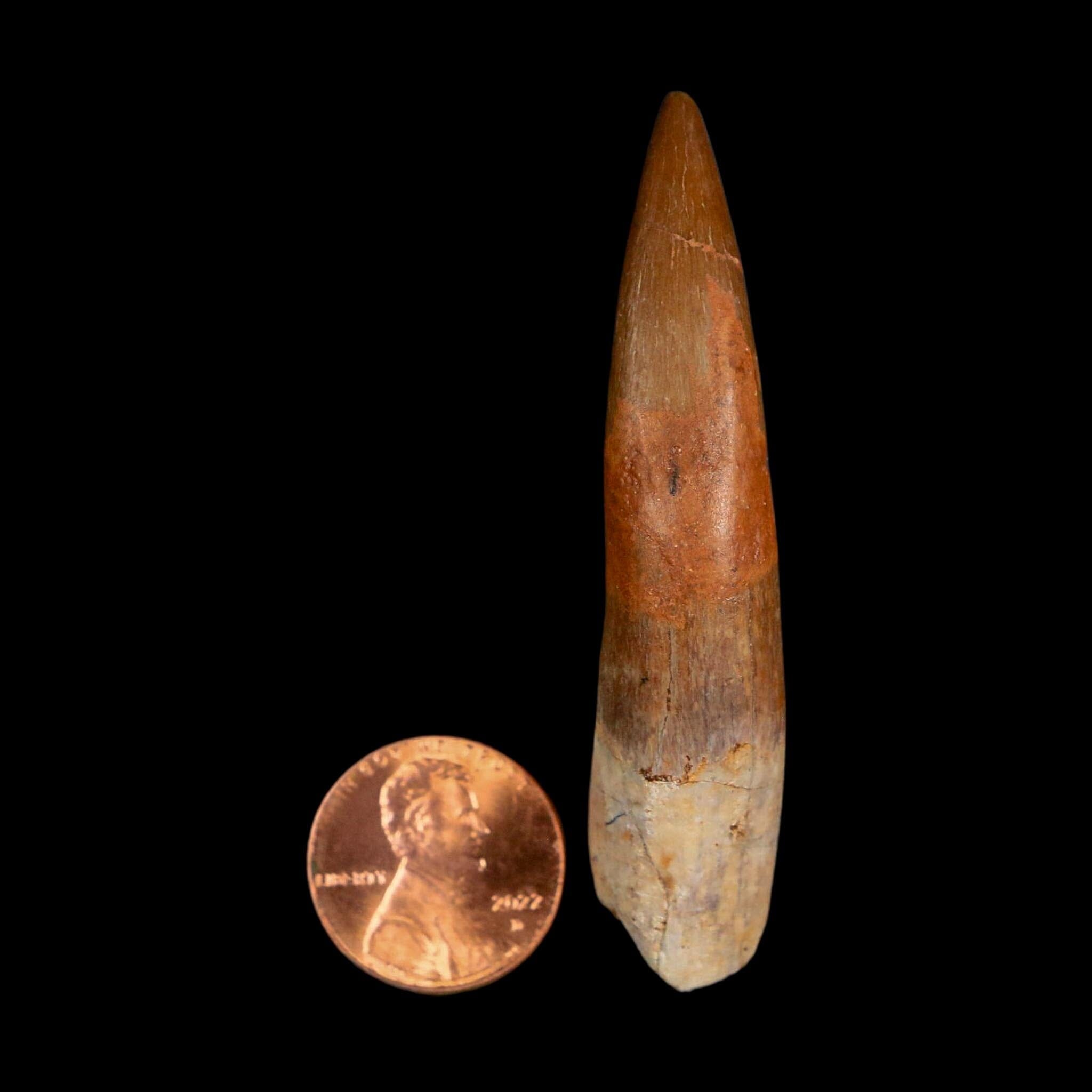 XXL 2.5" Plesiosaur Zarafasaura Tooth Fossil Cretaceous Dinosaur Era COA, Stand