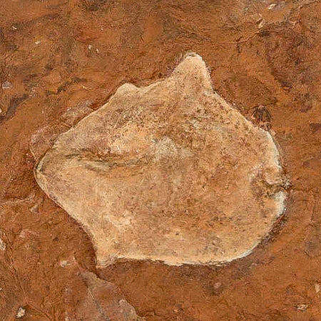 1.6" Detailed Ginkgo Cranei Fossil Plant Leaf Morton County, ND Paleocene Age COA