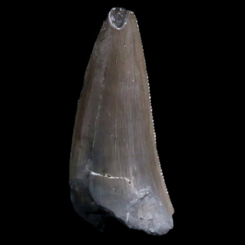 0.8" Postosuchus Rauisuchid Archosaur Fossil Tooth Chinle Formation AZ COA Display - Fossil Age Minerals