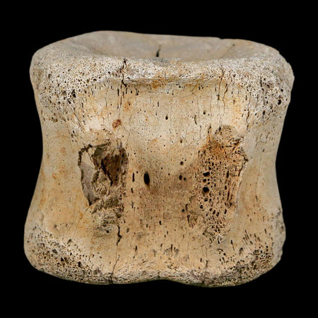 1.9" Hadrosaur Dinosaur Fossil Vertebrae Bone Hell Creek FM MT COA Metal Stand