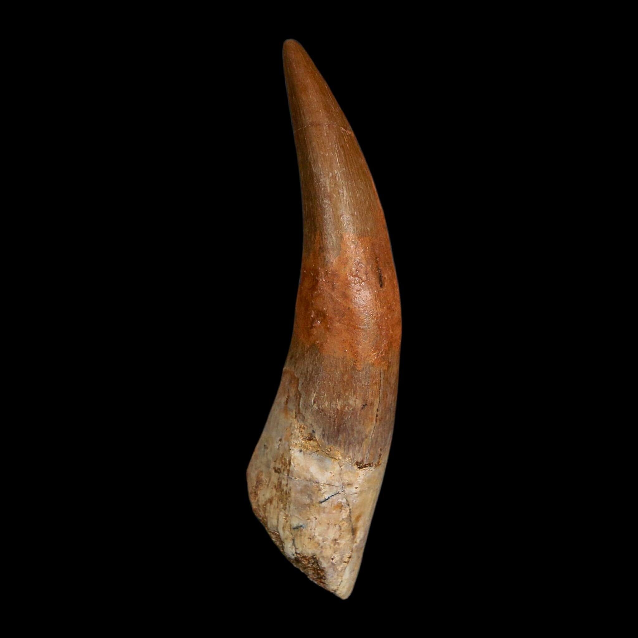 XXL 2.5" Plesiosaur Zarafasaura Tooth Fossil Cretaceous Dinosaur Era COA, Stand