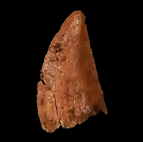 0.5" Abelisaur Serrated Tooth Fossil Cretaceous Age Dinosaur Morocco COA, Display - Fossil Age Minerals