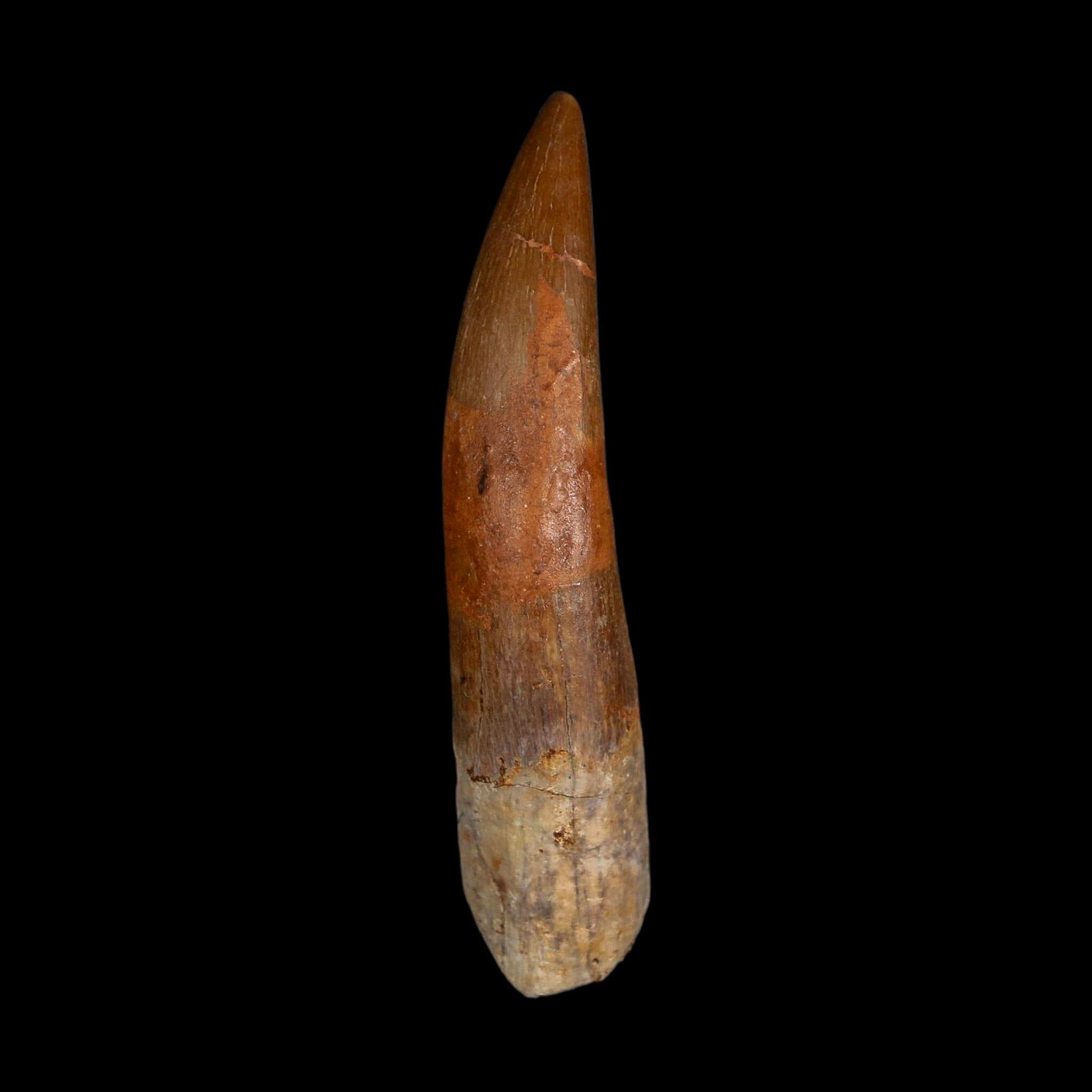 XXL 2.5" Plesiosaur Zarafasaura Tooth Fossil Cretaceous Dinosaur Era COA, Stand