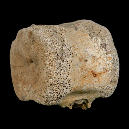 1.9" Hadrosaur Dinosaur Fossil Vertebrae Bone Hell Creek FM MT COA Metal Stand