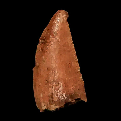 0.5" Abelisaur Serrated Tooth Fossil Cretaceous Age Dinosaur Morocco COA, Display - Fossil Age Minerals