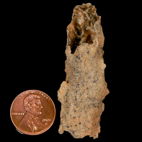 2.1" Fulgurite Petrified Lightning Strike Glass Sahara Desert Algeria - Fossil Age Minerals