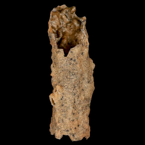 2.1" Fulgurite Petrified Lightning Strike Glass Sahara Desert Algeria - Fossil Age Minerals