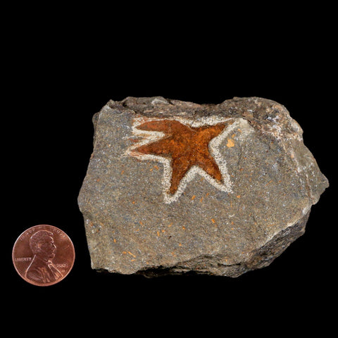 33MM Brittle Star Petraster Starfish Fossil Ordovician Age Blekus Morocco COA - Fossil Age Minerals