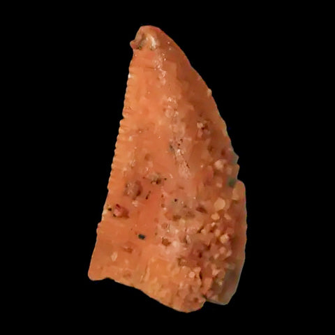 0.5" Abelisaur Serrated Tooth Fossil Cretaceous Age Dinosaur Morocco COA, Display - Fossil Age Minerals