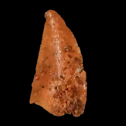 0.5" Abelisaur Serrated Tooth Fossil Cretaceous Age Dinosaur Morocco COA, Display - Fossil Age Minerals