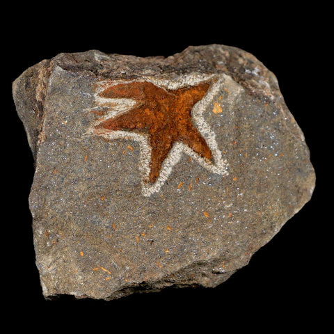 33MM Brittle Star Petraster Starfish Fossil Ordovician Age Blekus Morocco COA - Fossil Age Minerals