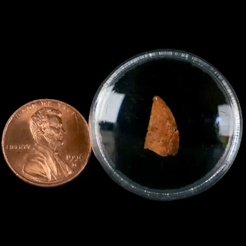 0.5" Abelisaur Serrated Tooth Fossil Cretaceous Age Dinosaur Morocco COA, Display - Fossil Age Minerals