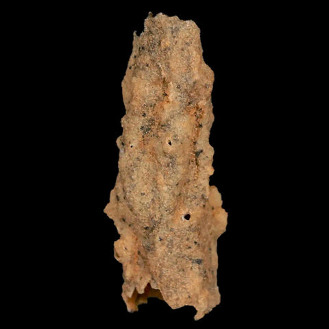 2.1" Fulgurite Petrified Lightning Strike Glass Sahara Desert Algeria - Fossil Age Minerals