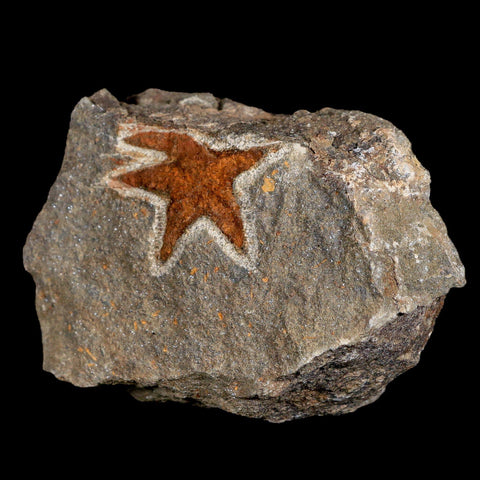 33MM Brittle Star Petraster Starfish Fossil Ordovician Age Blekus Morocco COA - Fossil Age Minerals