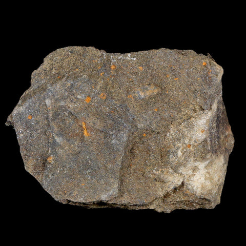 33MM Brittle Star Petraster Starfish Fossil Ordovician Age Blekus Morocco COA - Fossil Age Minerals