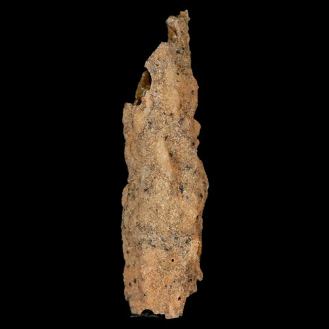 2.1" Fulgurite Petrified Lightning Strike Glass Sahara Desert Algeria - Fossil Age Minerals