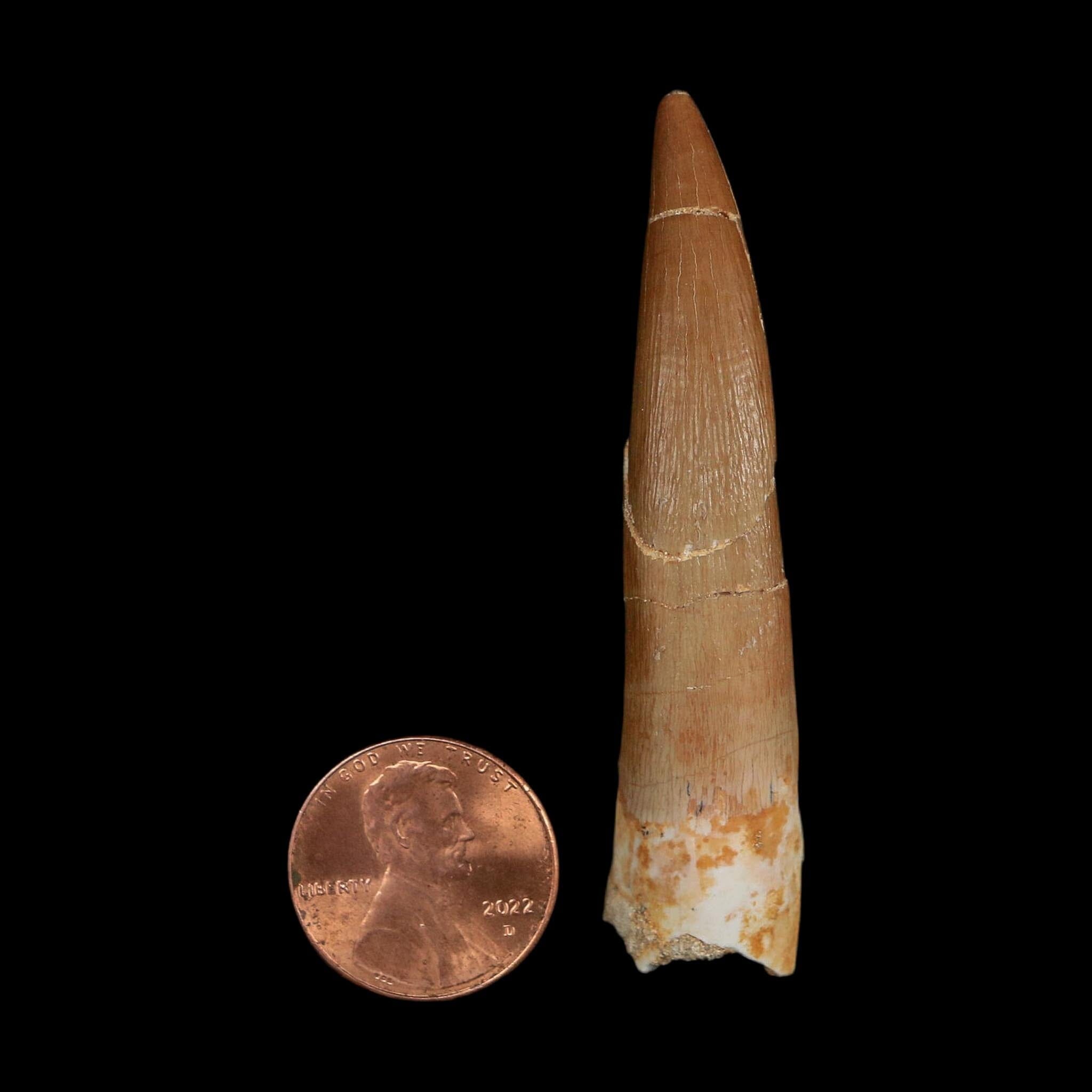 XL 2.4" Plesiosaur Zarafasaura Tooth Fossil Cretaceous Dinosaur Era COA, Stand