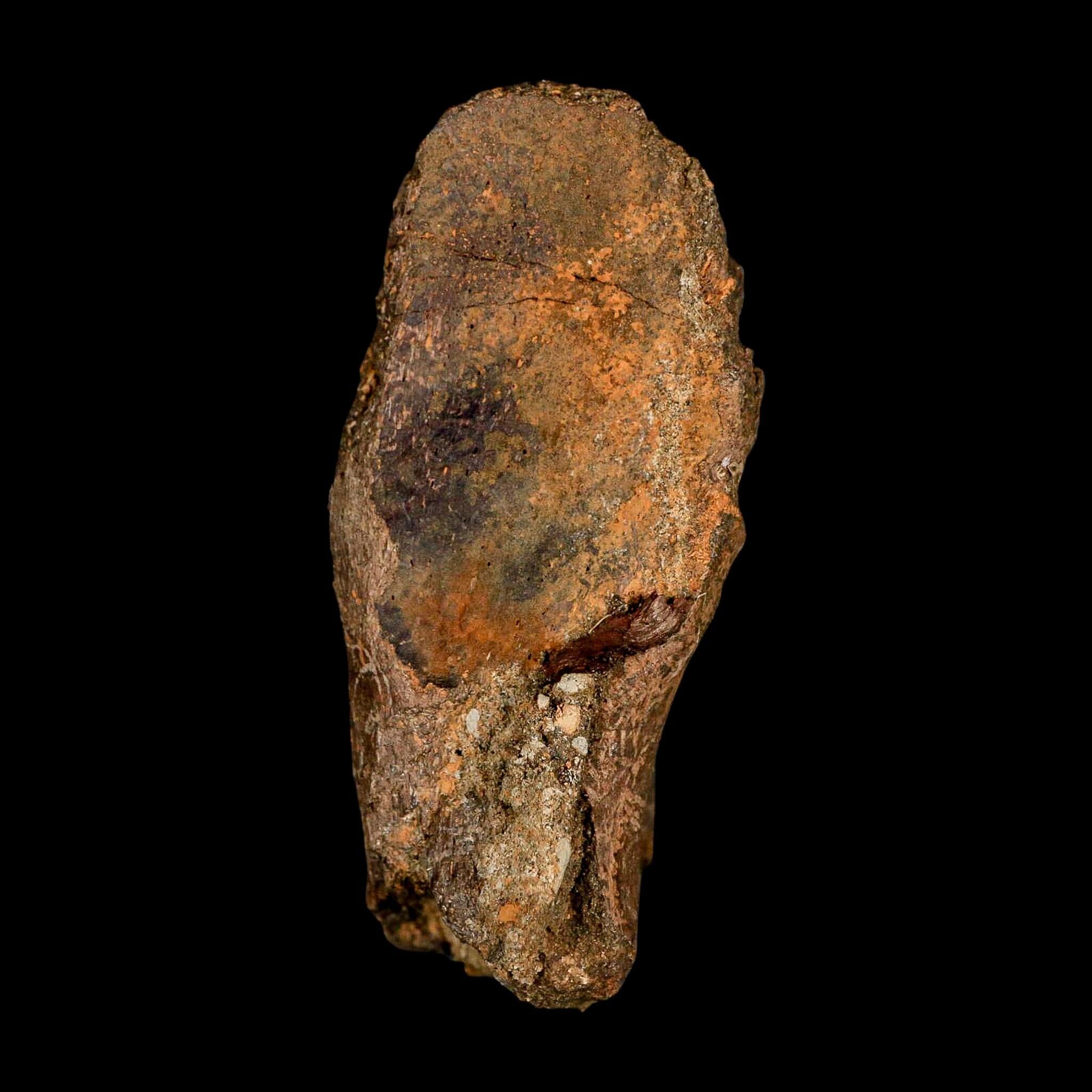 3" Gryposaurus Fossil Vertebrae Process Duck-Billed Dinosaur Judith River MT COA - Fossil Age Minerals