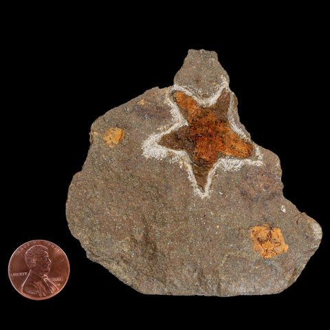 32MM Brittle Star Petraster Starfish Fossil Ordovician Age Blekus Morocco COA - Fossil Age Minerals