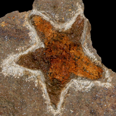 32MM Brittle Star Petraster Starfish Fossil Ordovician Age Blekus Morocco COA - Fossil Age Minerals