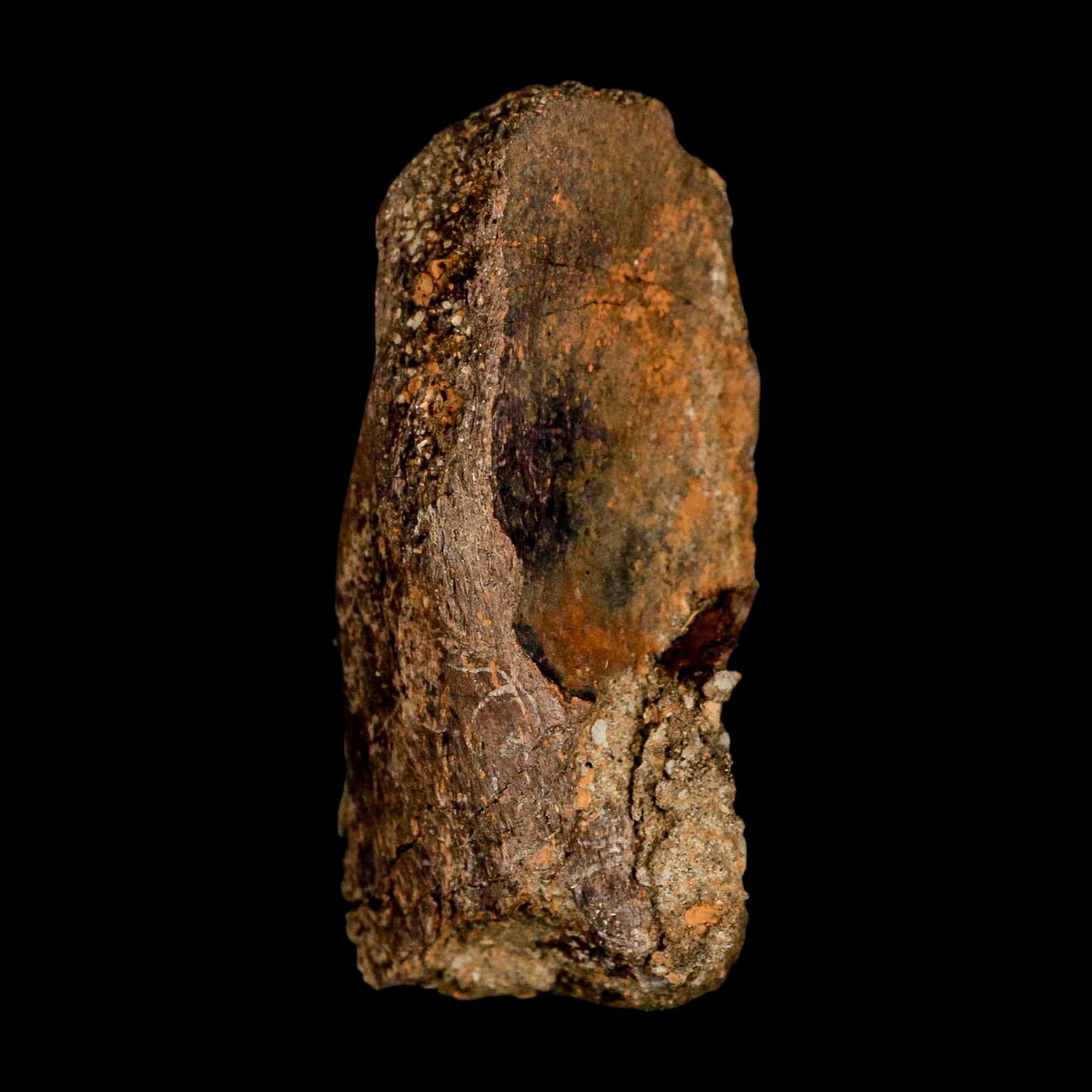 3" Gryposaurus Fossil Vertebrae Process Duck-Billed Dinosaur Judith River MT COA - Fossil Age Minerals