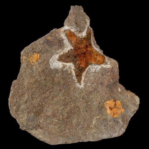 32MM Brittle Star Petraster Starfish Fossil Ordovician Age Blekus Morocco COA - Fossil Age Minerals