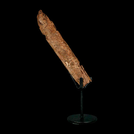 5.7" Hadrosaur Dinosaur Fossil Rib Bone Hell Creek FM MT COA Metal Stand