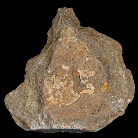 32MM Brittle Star Petraster Starfish Fossil Ordovician Age Blekus Morocco COA - Fossil Age Minerals