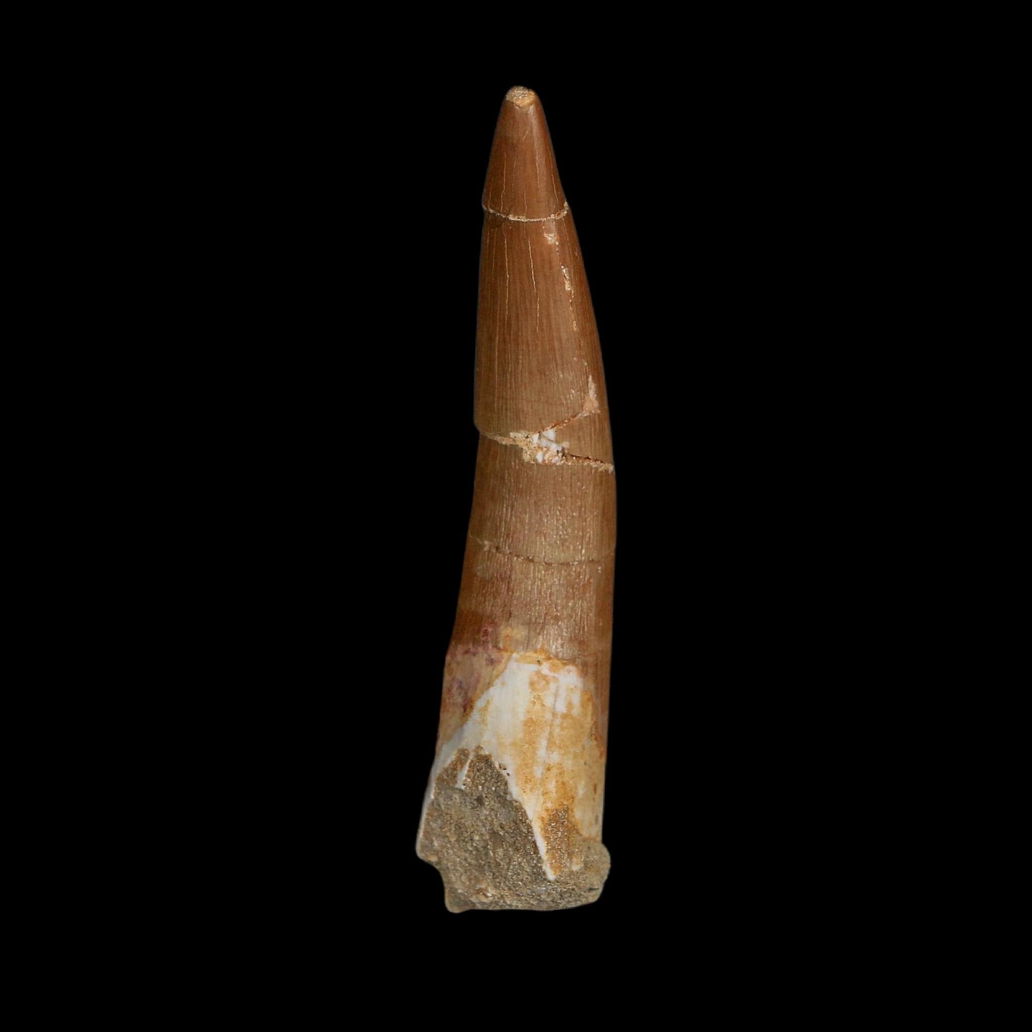 XL 2.4" Plesiosaur Zarafasaura Tooth Fossil Cretaceous Dinosaur Era COA, Stand