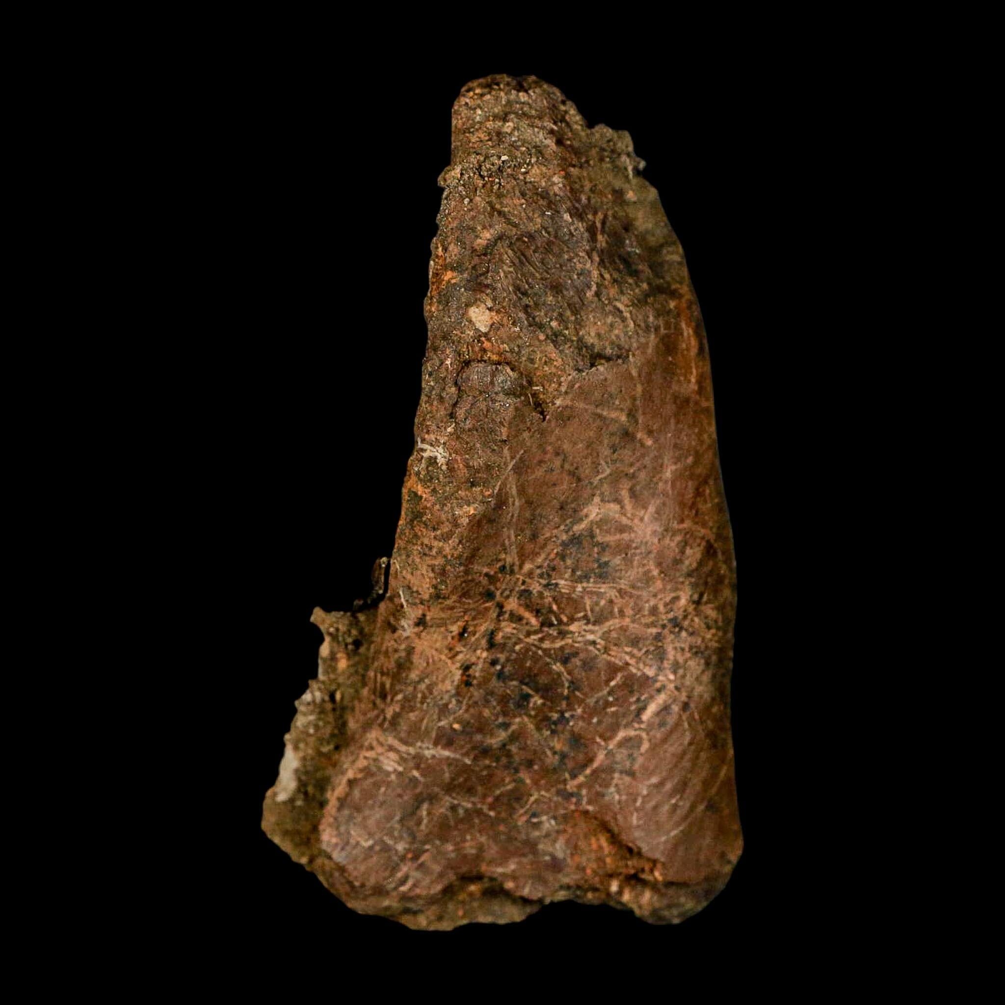 3" Gryposaurus Fossil Vertebrae Process Duck-Billed Dinosaur Judith River MT COA - Fossil Age Minerals