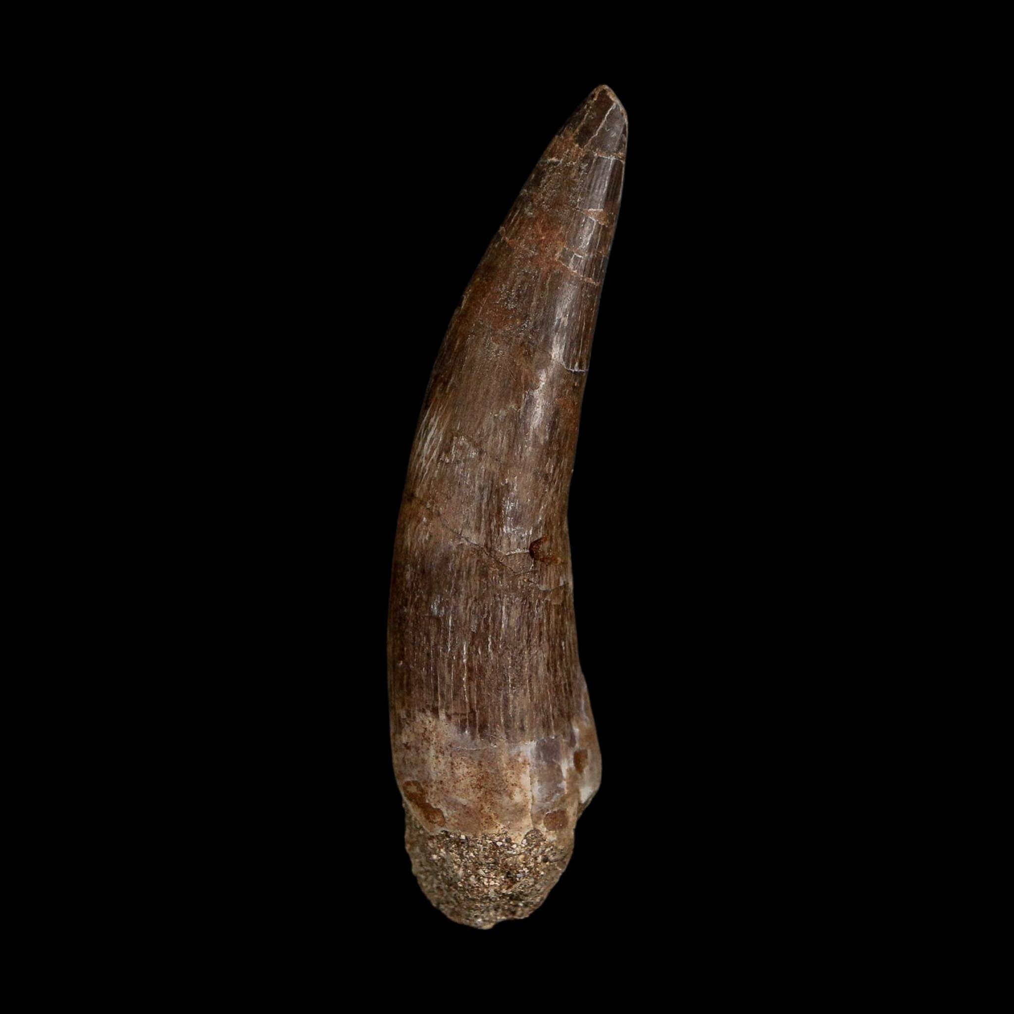 XL 2.3" Plesiosaur Zarafasaura Tooth Fossil Cretaceous Dinosaur Era COA, Stand