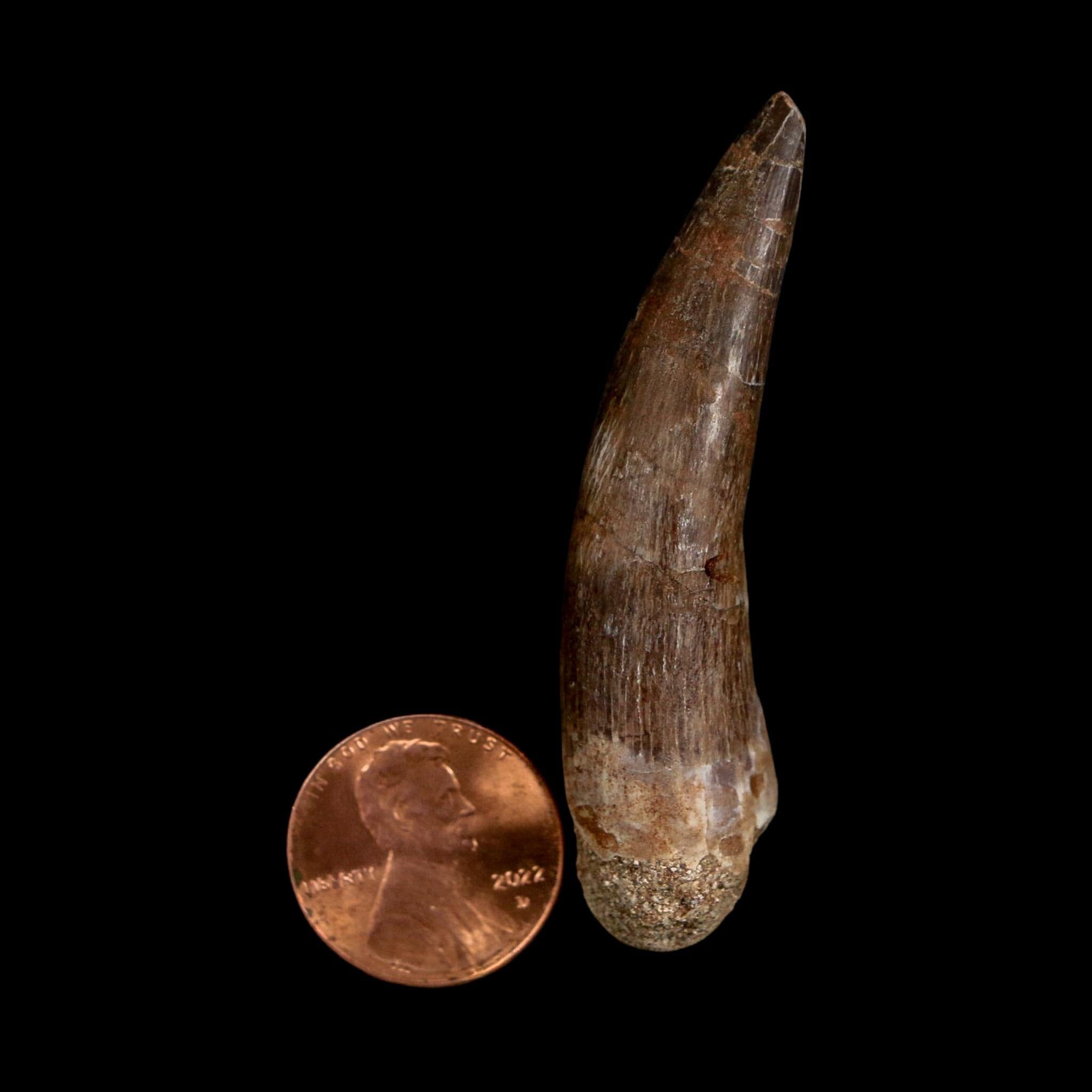 XL 2.3" Plesiosaur Zarafasaura Tooth Fossil Cretaceous Dinosaur Era COA, Stand