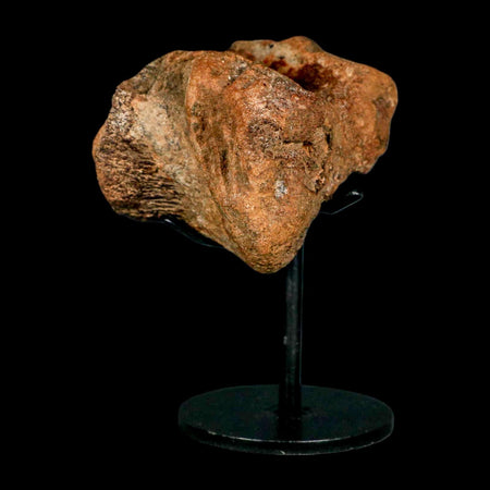 2.3" Ankylosaurus Fossil Vertebrae Hell Creek FM Cretaceous Dinosaur MT COA Stand