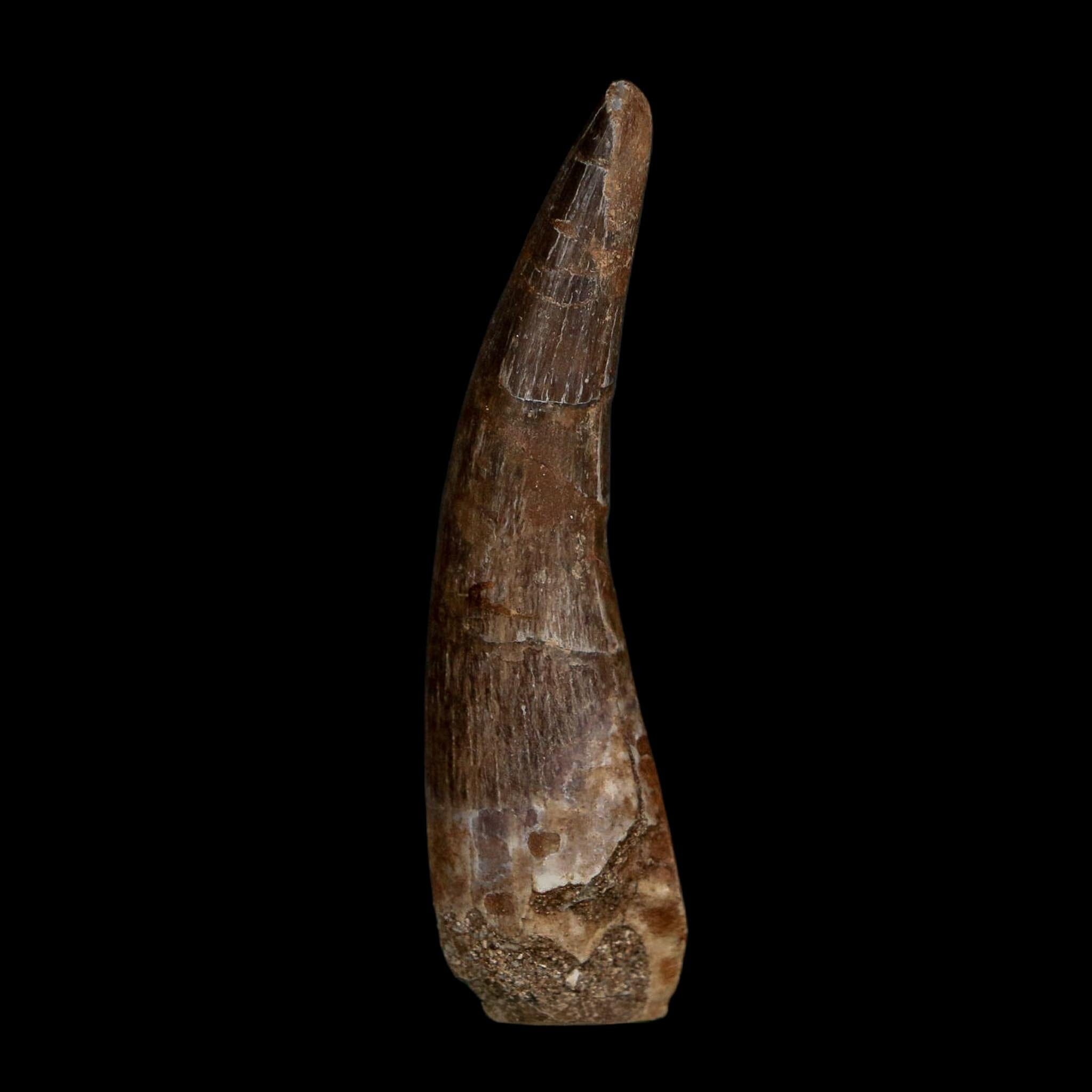 XL 2.3" Plesiosaur Zarafasaura Tooth Fossil Cretaceous Dinosaur Era COA, Stand