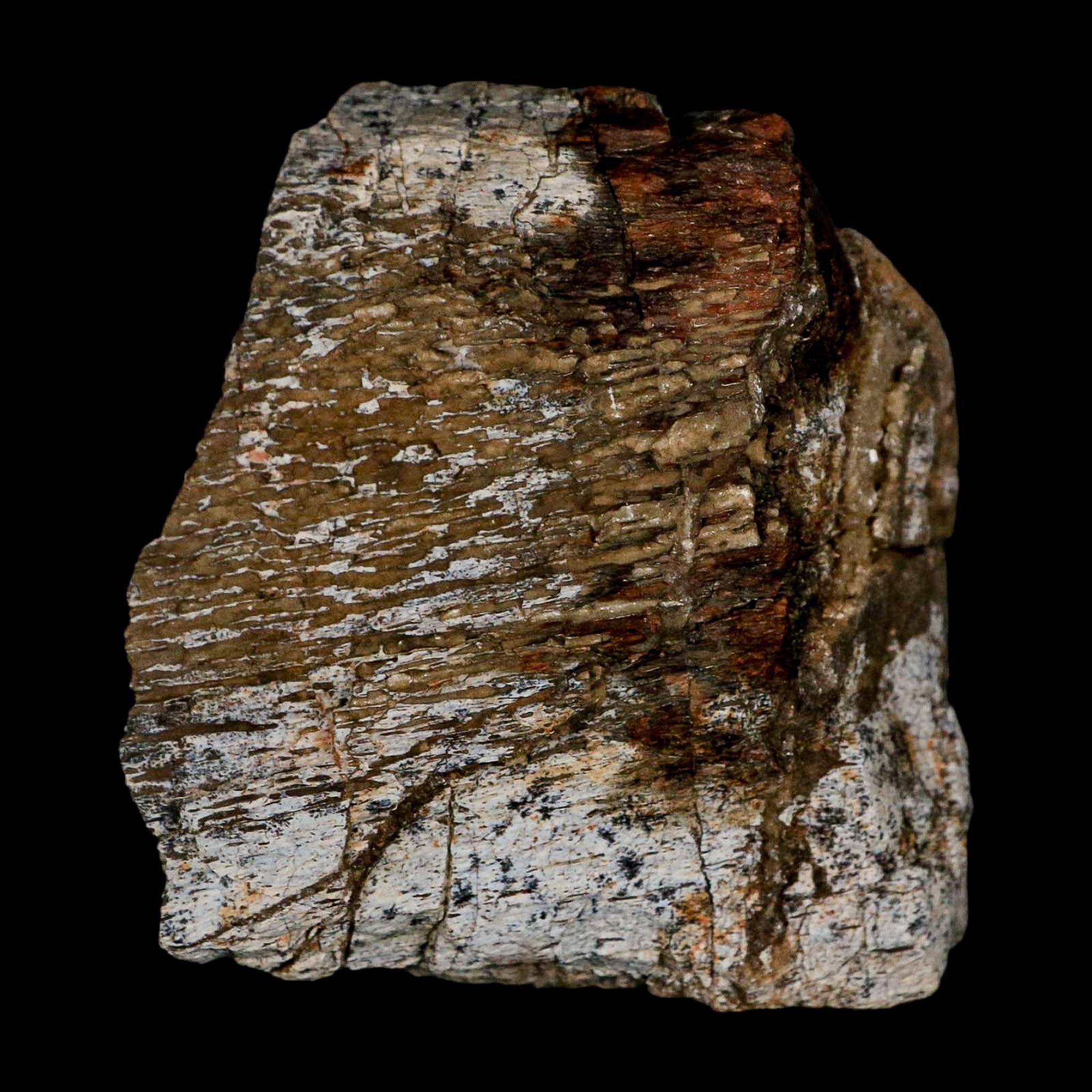 2.4" Torosaurus Fossil Rib Bone Lance Creek FM Cretaceous Wyoming Dinosaur COA - Fossil Age Minerals